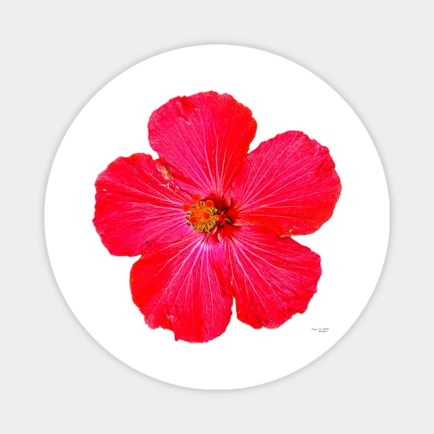 Red Hibiscus Magnet by mtbearded1